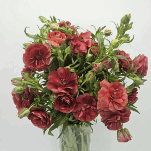 Butterfly Ranunculus